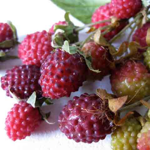 FRUIT, Artificial - Raspberry (Price Per Punnet)